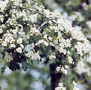  Image name: biancospino4.jpg 
 width: 300 pixel 
 height: 297 pixel 
 Size: 32732 bytes 
 Click to enlarge 